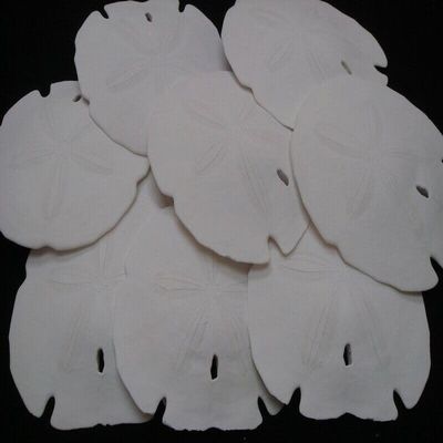 15 PCS White Florida Arrowhead Sand Dollar SEA Shell Wedding 3 1/2" - 4" #7616