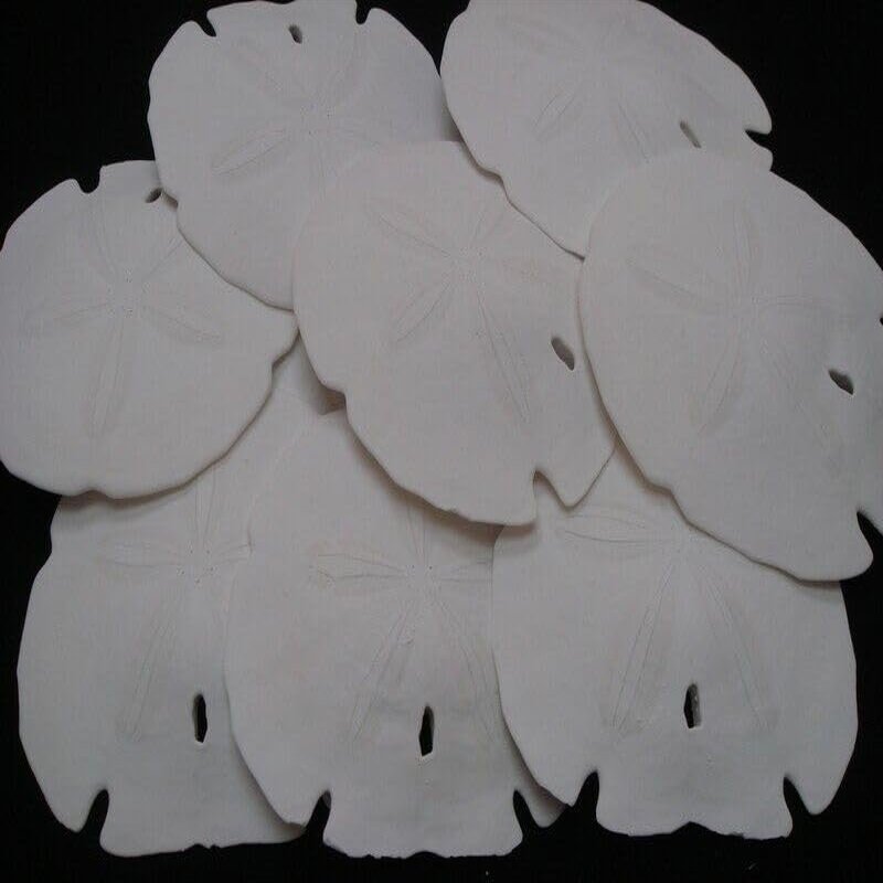 15 PCS White Florida Arrowhead Sand Dollar SEA Shell Wedding 3 1/2" - 4" #7616