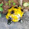 Tipmant Cute RC Turtle Remote Control Tortoise Toy Realistic Simulation Electric Electronic Animal for Cat Toddler Kids Birthday (Brown) view 4
