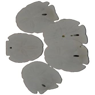 6 PCS White Arrowhead Sand Dollar SEA Shell Wedding Beach 3" - 3 1/2" #7509 Fast Free Supply