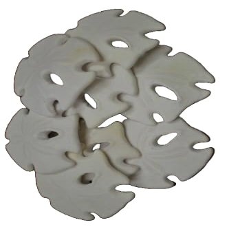 8 PCS White Arrowhead Sand Dollar SEA Shell Wedding Beach 3 1/2" - 4" Fast Free Supply
