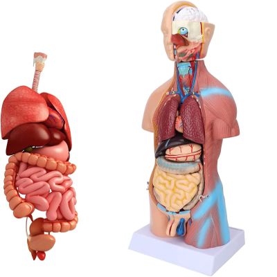 45Cm Human Torso Model Human Brain and Skeleton Model Human Anatomy Models Science Learning Kit Teaching Model Removable Internal Organs Anatomy