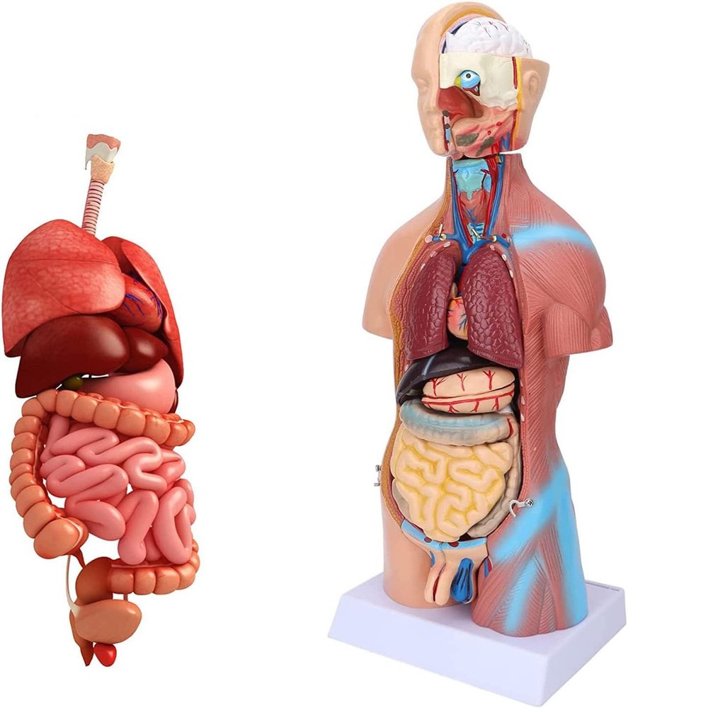 45Cm Human Torso Model Human Brain and Skeleton Model Human Anatomy Models Science Learning Kit Teaching Model Removable Internal Organs Anatomy