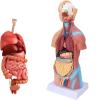 45Cm Human Torso Model Human Brain and Skeleton Model Human Anatomy Models Science Learning Kit Teaching Model Removable Internal Organs Anatomy view 1
