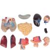 45Cm Human Torso Model Human Brain and Skeleton Model Human Anatomy Models Science Learning Kit Teaching Model Removable Internal Organs Anatomy view 2