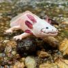 Safari Ltd. Axolotl Figurine - Realistic 7" Model Figure - Educational Toy for Boys, Girls, and Kids Ages 3+ view 2