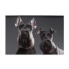 Cute Schnauzer Dog Puzzles 1000 Pieces Personalized Jigsaw Puzzles Wooden Photo Puzzle for Adults Family Picture Puzzle Gifts for Wedding Birthday Valentine's Day Gifts(29.5" x 19.7") view 2