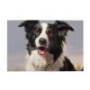 Border Collie Puzzles 1000 Pieces Personalized Jigsaw Puzzles Wooden Photo Puzzle for Adults Family Picture Puzzle Gifts for Wedding Birthday Valentine's Day Gifts(29.5" x 19.7") view 2