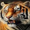 1000 Piece Jigsaw Puzzle for Adults, Tiger Close-up Puzzle, Suitable Beginner Art DIY Handmade Gift, Decorations for Relaxing Breaks view 1