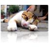 DEGDFSGR for MTG Playmat with Zones 27.5" x 15.74" inches for TCG Playmat Non-Slip Rubber Base Commander Playmat for Magic The Gathering Playmat Iorcana Trading Card Game, Lethargic Cute Cat view 1