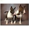 Bull Terrier Animal Puzzle 1000 Piece Jigsaw Puzzles for Adults Children The Young Challenge Puzzle Modern Home Decor Development Toys Funny Games Best Gift for Dogs Lover view 1
