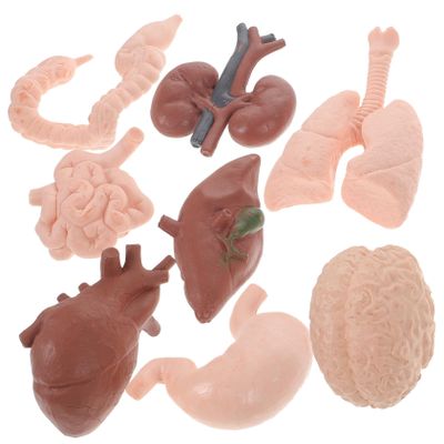8pcs Human Organ Model Realistic Anatomy Study Tools for Education Teaching Aid for Medical and Biology Learning for Classroom Display and Interactive Learning