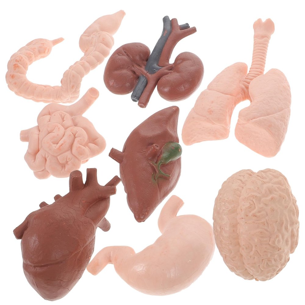 8pcs Human Organ Model Realistic Anatomy Study Tools for Education Teaching Aid for Medical and Biology Learning for Classroom Display and Interactive Learning