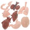 8pcs Human Organ Model Realistic Anatomy Study Tools for Education Teaching Aid for Medical and Biology Learning for Classroom Display and Interactive Learning view 1