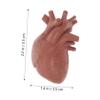8pcs Human Organ Model Realistic Anatomy Study Tools for Education Teaching Aid for Medical and Biology Learning for Classroom Display and Interactive Learning view 3