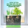 Dan&Darci Root Viewer Kit for Kids - Grow Your Own Plant for Boys & Girls Easter Gifts - Science STEM Toy & Craft Growing Kits for Ages 4-8 Birthday Gifts for Boy, Girl 4, 5, 6, 7, 8, Year Old view 2