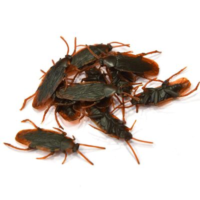 10PCS Fake Cockroach Realistic Plastic Roach Insects Joke Toys Prank Scary Trick Bugs,ealistic Roach Cockroach Plastic Fake Cockroach Novelty Insects Bugs Joke Toys