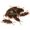 10PCS Fake Cockroach Realistic Plastic Roach Insects Joke Toys Prank Scary Trick Bugs,ealistic Roach Cockroach Plastic Fake Cockroach Novelty Insects Bugs Joke Toys view 1