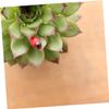 VANZACK 50pcs Ladybug Shaped Landscape Decor Chic Tabletop Crafts for Cute Miniature Ornaments for Living Room and Garden Adornment view 3