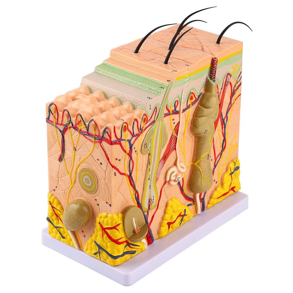 50X Three Dimensional Human Skin Magnified Model Anatomy Biology Teaching Aid with 25 Labeled Diagrams for Learning