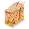 50X Three Dimensional Human Skin Magnified Model Anatomy Biology Teaching Aid with 25 Labeled Diagrams for Learning view 1