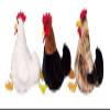 212 Main 186355-357 12 in. Plush Chicken- Pack of 12 view 1