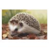 1000 PCS Jigsaw Puzzle for Adults Personalized Picture Puzzle Hedgehog Customized Wooden Puzzle for Family, Birthday, Wedding, Game Nights Gifts Animal Puzzle view 3