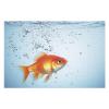 1000 PCS Jigsaw Puzzle for Adults Personalized Picture Puzzle Fish in Water Customized Wooden Puzzle for Family, Birthday, Wedding, Game Nights Gifts Animal Puzzle view 3
