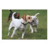 1000 PCS Jigsaw Puzzle for Adults Personalized Picture Puzzle Dogs Playing On The Lawn Customized Wooden Puzzle for Family, Birthday, Wedding, Game Nights Gifts Animal Puzzle view 3