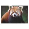 1000 PCS Jigsaw Puzzle for Adults Personalized Picture Puzzle Animal Red Panda Customized Wooden Puzzle for Family, Birthday, Wedding, Game Nights Gifts Animal Puzzle view 3