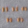 Good Smile Company Harmonia Bloom Hand Parts Set (Bloom/Sunset) view 2