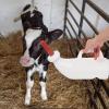 1 Set Feeding Bottle Lamb Nursing Tool Lamb Feeders Calf Bottle Pet Feeding Container Lamb Nursing Bottles Lamb Nursing Feeder Lamb Bottle Cow Feeders Pp Newborn Goat Milk Bottle view 3