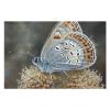 1000 PCS Jigsaw Puzzle for Adults Personalized Picture Puzzle Butterflies Appear on Plants Customized Wooden Puzzle for Family, Birthday, Wedding, Game Nights Gifts Animal Puzzle view 3