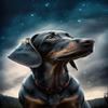 1000 Piece Puzzles Dachshund Looking Up at The Stars Home Decor & Valentines Day Decorations - More Difficult Challenge Puzzles (Wooden Puzzles Includes Beautiful Gift Box) for All Adult Beginners view 1