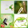 3 Sets Bug Catcher Kit Outdoor Exploration Kit Summer Toys Nature Explorer Kit Bug Collection Kit with Insect Catcher Box, Butterfly Nets, Tweezers (Green) view 3