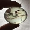 Toe Breaker 50mm (2") Polar Bear Brown/White Wire Pull Marbles Glass view 1