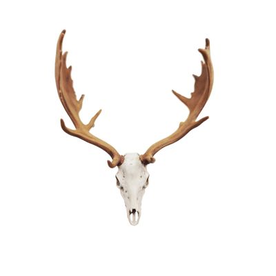 Decorative Deer Skull Replica, Highly Detailed Faux Specimen, White (1" (25MM) SMALL CHECK SIZE!, Bone (hand painted))