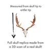 Decorative Deer Skull Replica, Highly Detailed Faux Specimen, White (1" (25MM) SMALL CHECK SIZE!, Bone (hand painted)) view 3