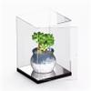 Acrylic Display Case for Succulent Transparent Dustproof Display Box Compatible with Succulent Kits,Model not Included 20 x 10 x 20CM view 1