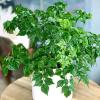 AVERAR Doll Plants Indoor Trees, Foliage in 4 Inch Pot, Starter Plant for Houseplant Indoor Garden view 1