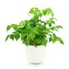 AVERAR Doll Plants Indoor Trees, Foliage in 4 Inch Pot, Starter Plant for Houseplant Indoor Garden view 2