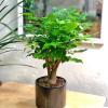 AVERAR Doll Plants Indoor Trees, Foliage in 4 Inch Pot, Starter Plant for Houseplant Indoor Garden view 3