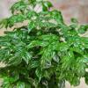AVERAR Doll Plants Indoor Trees, Foliage in 4 Inch Pot, Starter Plant for Houseplant Indoor Garden view 4