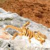 FunisFun 3D Printed Dragon with Articulated Bones for Adult, 3D Printed Dinosaur Fidget Toys Decor for Stress Relief (Gold, 1P) view 4