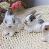 Mini Simulation Rabbits, Realistic Cute Plush Rabbits Lifelike Plush Bunny Realistic Rabbit Miniatures Cute Stuffed Animal Figurines,Rabbits Home Party Decors Model Gift Miniatures Decorations 1 unit view 3