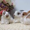 Mini Simulation Rabbits, Realistic Cute Plush Rabbits Lifelike Plush Bunny Realistic Rabbit Miniatures Cute Stuffed Animal Figurines,Rabbits Home Party Decors Model Gift Miniatures Decorations 1 unit view 4