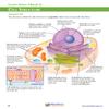 Cell Nucleus 3-D Paper Model Making Kit - Individual Student Edition (17-7712) view 3