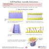 Cell Nucleus 3-D Paper Model Making Kit - Individual Student Edition (17-7712) view 4
