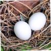 FONDOTIN 20pcs Plastic Pigeon Eggs for Hatching Fake Bird Eggs Decorative Nest Prop for Breeding view 2
