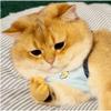 fnqiank 10 PCS Mini Hands for CatsSmall Hands Tiny Folded Hands Mini Realistic Hand Finger Puppets for Puppet Show,Gag Performance, Funny Stretchable Rubber Little Finger Hands for Cats and Puppy view 2